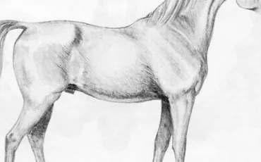 Quiz Galop 1