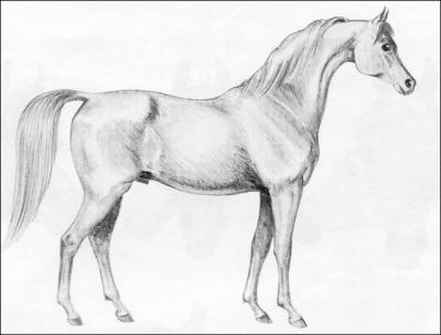 Le cheval (ou le poney) possde un avant-train, un corps et un arrire-train :