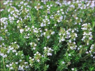 Quelle plante est appele  farigoule  dans le midi de la France ?