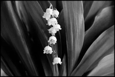 Qu'est-ce que  la belle de Mai    Marseille ?