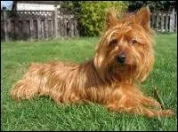 Quel est ce chien ressemblant beaucoup au Yorkshire ?