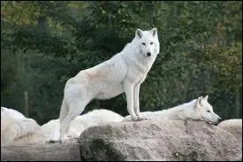 Qui a crit le roman  Le loup blanc  ?