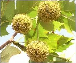 Lequel de ces arbres porte des fruits appels aknes ?