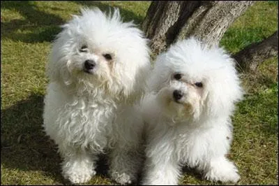 Le bichon  poil fris est connu sous plusieurs noms mais lequel de ceux-ci en fait partie ?