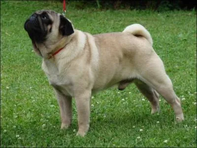 Le carlin est connu sous plusieurs noms mais lequel de ceux-ci en fait partie ?