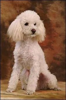 Le caniche est connu sous plusieurs noms mais lequel de ceux-ci en fait partie ?