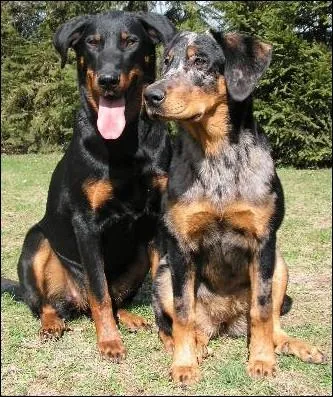 Le beauceron est connu sous deux noms dont un employ anciennement mais lequel est le bon ?