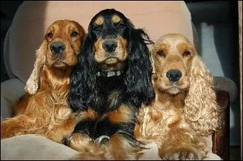 Le cocker anglais est connu sous plusieurs noms mais lequel de ceux-ci en fait partie ?