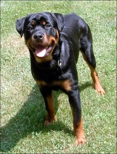 Le rottweiller est connu sous un autre nom mais lequel de ceux-ci est le bon ?