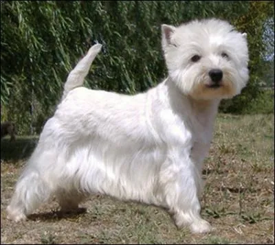 Il est couramment appel  westie  mais quel est son vritable nom ?