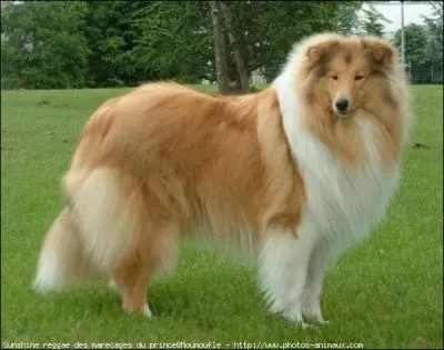 Le colley est connu sous plusieurs noms mais lequel de ceux-ci en fait partie ?