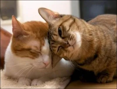 S'il vous chante celle-l en tte  tte comme dans la vido, attendez-vous  devoir le suivre dans sa maison :