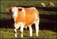 Comment nomme-t-on ce jeune mle castr qui a entre 6 et 24 mois ?