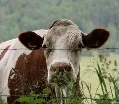 Comment appelle-t-on une vache de plus de 12 ans ?