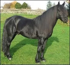 Nous voici dans la famille du cheval : Qu'est-ce qu'un talon ?