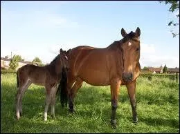 Comment est appele la femelle reproductrice ?