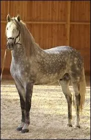 Quel est le nom du cheval adulte non castr ?