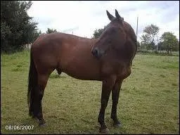Quel est le nom du cheval mle castr ?