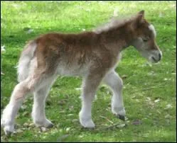 Qu'est-ce qu'un foal ?