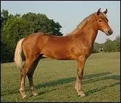 Qu'est-ce qu'un yearling ?