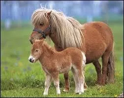 Comment est appel le bb poney ?
