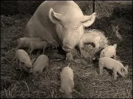 Comment se nomme la femelle leve pour la reproduction ?