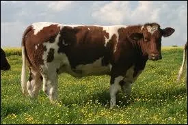 Qu'est-ce qu'un boeuf ?