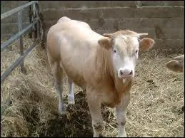 Comment nomme-t-on le bovin mle entre 6 et 24 mois ?