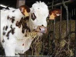 Qu'est-ce qu'une gnisse ?