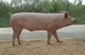 Quiz Cochons