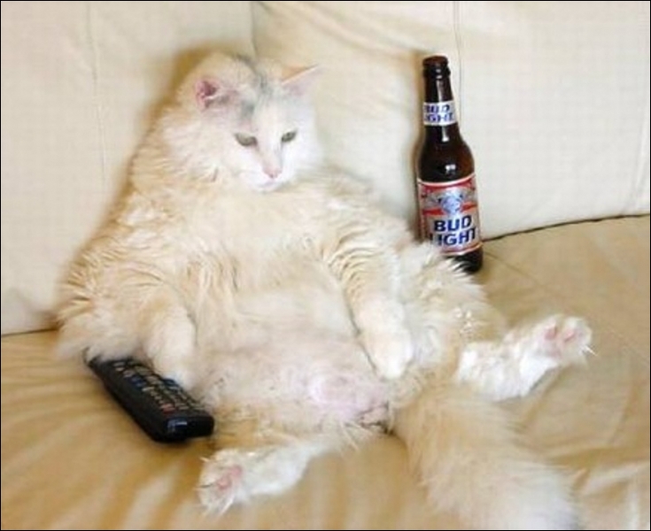 Le chat, la bière et la télécommande : trouvez la fausse proposition...