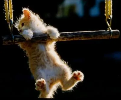 Toutes les figures sont vraies, laquelle effectue notre crack du trapze ?