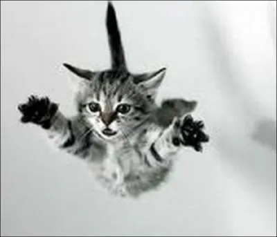 Le chat, la chute et l'atterrissage : trouvez la vraie proposition...