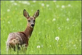 Quelle est la femelle du chevreuil ?