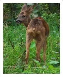 Comment s'appelle une vieille femelle strile chez les chevreuils ?