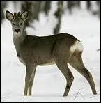 Quel est ce chevreuil de 6  12 mois ?