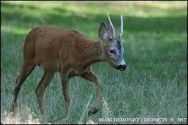 Qu'est-ce qu'un daguet ?