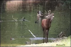 Voici la famille  Cerf  : Qu'est-ce qu'un  grand cerf  ?