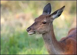 Comment s'appelle une jeune femelle cerf de 6 mois  un an ?