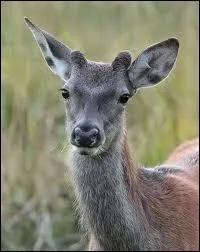 Comment nomme-t-on un jeune cerf entre 6 mois et un an ?