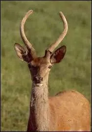 Quel est le nom du cerf dans sa deuxime anne ?