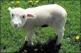Nous commenons par la famille  Mouton  : Quel est le petit de la Brebis ?