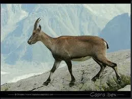 Voici les bouquetins : Comment s'appelle la femelle ?