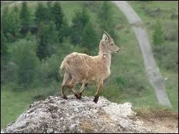 Quel est le nom du petit du bouquetin ?