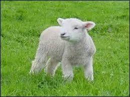 Comment se nomme la jeune femelle ?