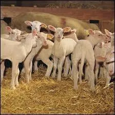 Comment s'appelle l'agneau de lait non sevr qui pse environ 10 kg ?