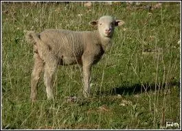 L'animal grandit un peu et pse alors 25 kg, comment s'appelle-t-il ?