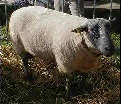 Comment appelle-t-on le mouton dans sa deuxime anne ?