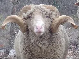 Quel cri met le blier ?