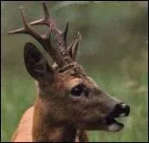 Voici la famille  Chevreuil  : Comment appelle-ton le mle ?